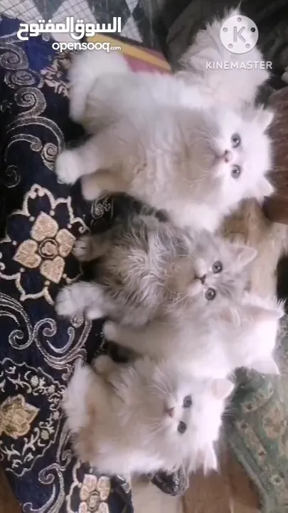 5 قطط شيرازي كيوت اناث وذكور