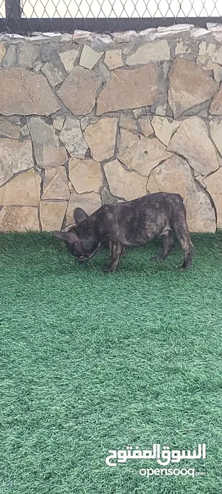 فرانش بلدوغ  French Bulldog