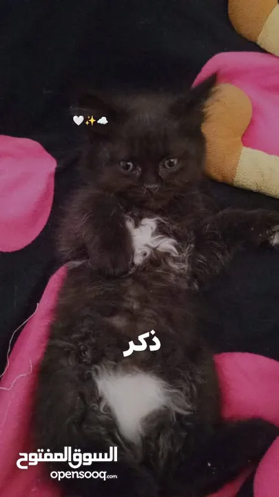 2 ذكر 2 اناث