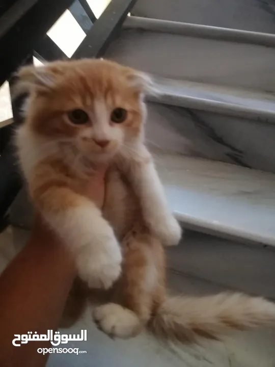 قط للبيع مع اغراضه