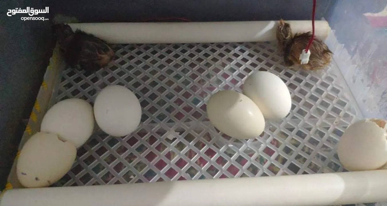فقاسات بيض لجميع انواع الطيور والدواجن