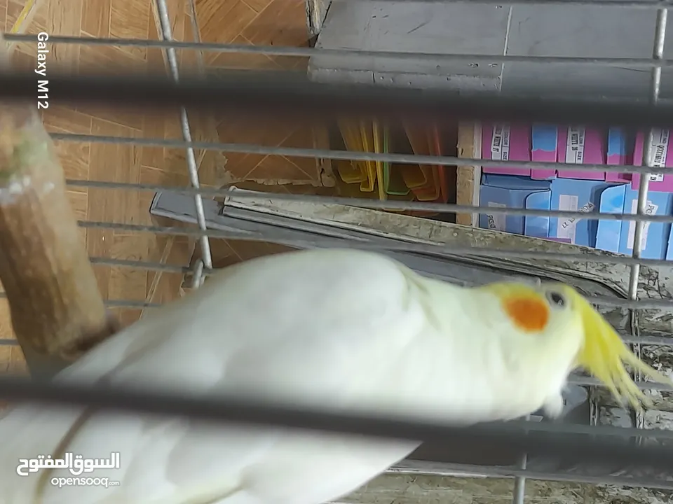 فرخ كوكتيل لاتينو بسعر مناسب