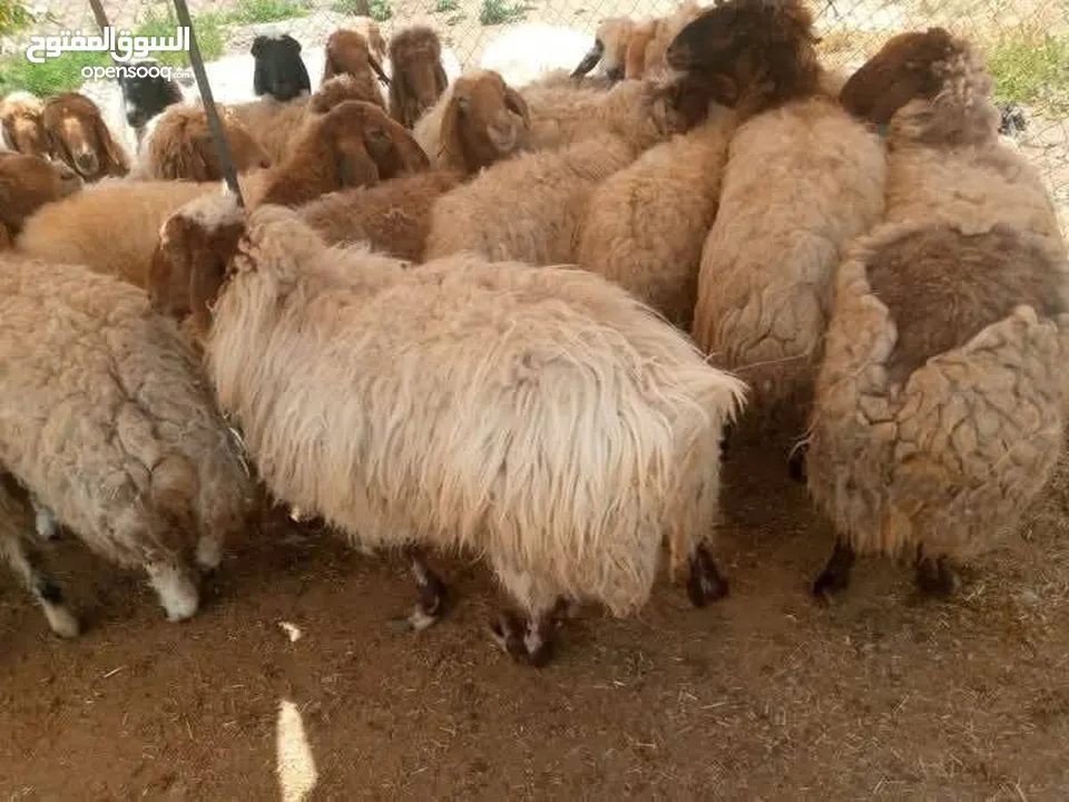 عروض اضاخي بسعر مغري