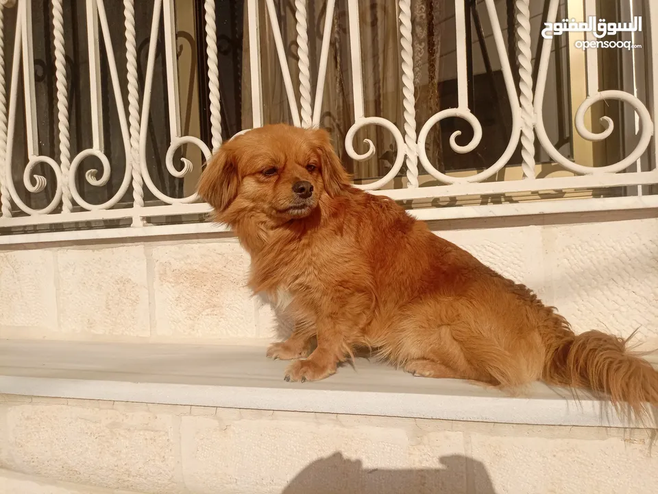 كلب للبيع أليف لعوب جدا بحب الناس