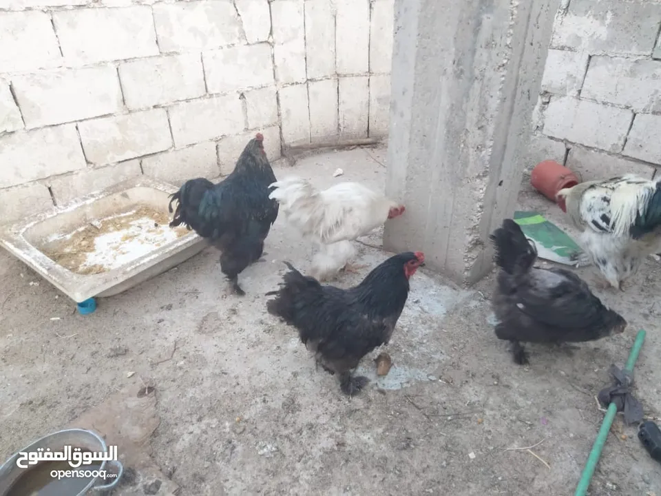 دجاج براهمه
