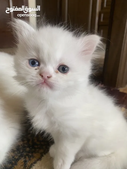 قطط Kitten
