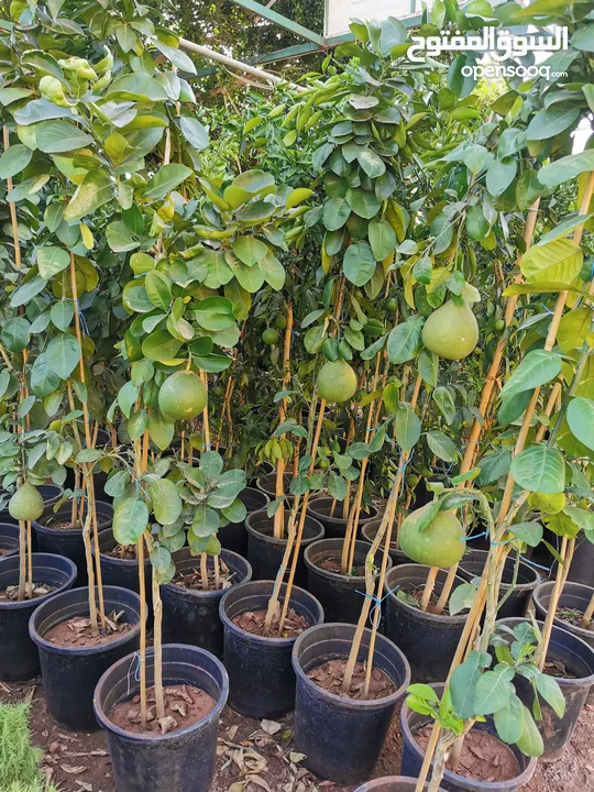 جميع أنواع الأشجار ( أشجار زينة - أشجار مثمرة )