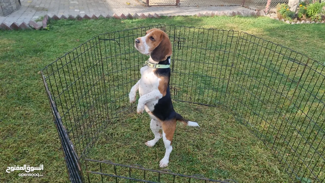 Beagle Adult Female