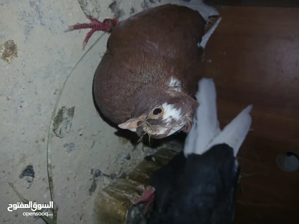 4 جواز شغاله  وفحل مكفوله للبيع دون الفراخ 35 دينار كوم