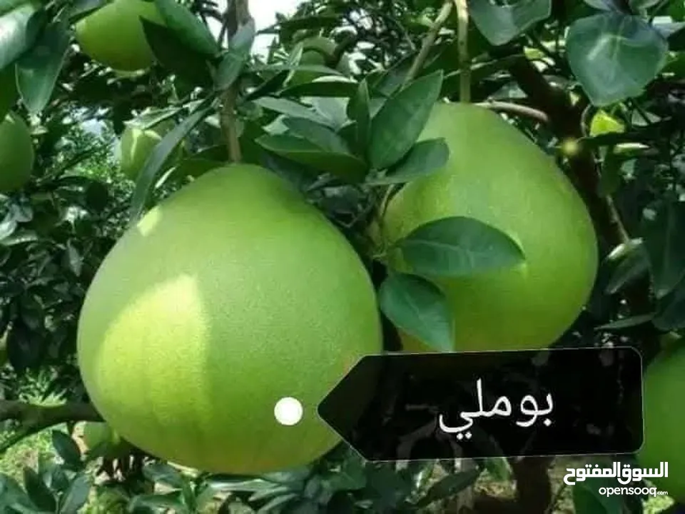 مشاتل السهل الاخضر الزراعيه تنسيق حدائق ومزارع