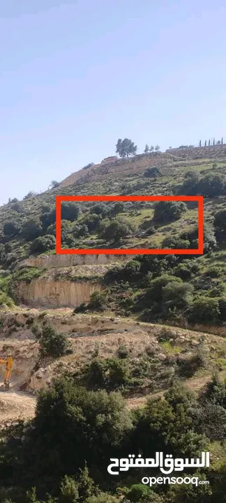 ارض للبيع في منطقة واد رحال حوض البيضة الجنوبي الشراء من المالك مباشره