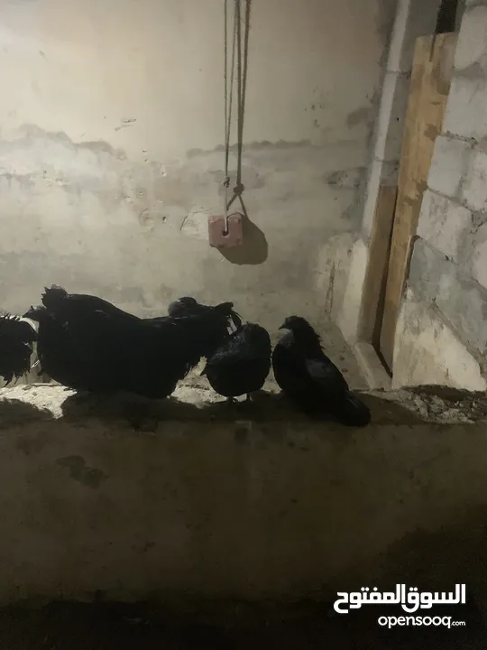 ديوك لمبرجيني و صيصان صحة و نظافة  بلدي للبيع
