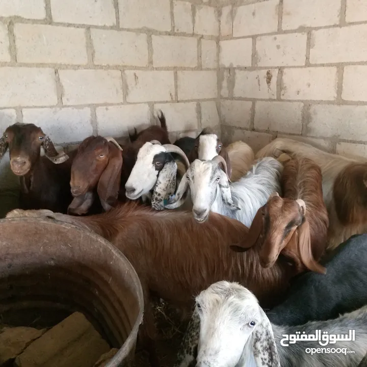 بسم الله ماشاء الله 14 راس غنم من ضمنهم شعريتين وتيس وعنزه وراها توم جدايه