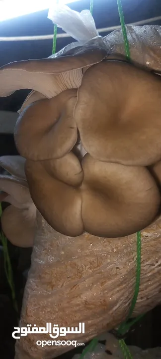 فطر محاري بلدي
