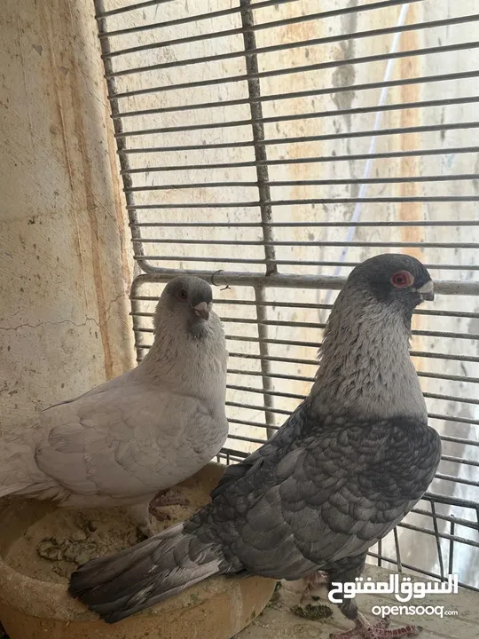 أربع جود شغالات للبيع