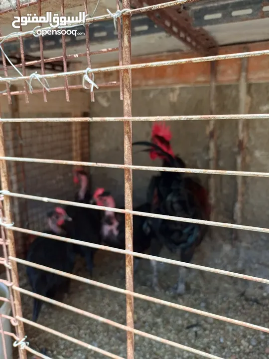 فقصات بحال الوكالة للبيع بيتو 2  وفقصتين  EGG 2