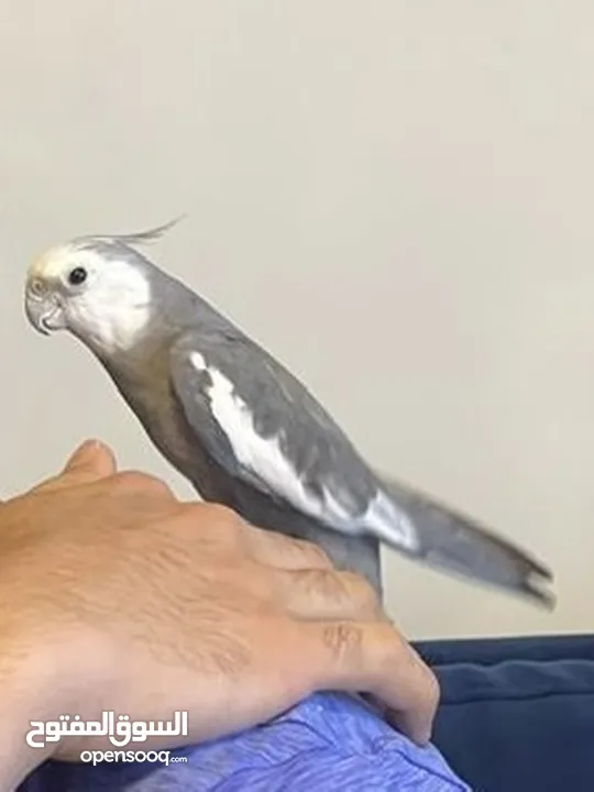 ببغاء اليف كوكتيل وايت فيس