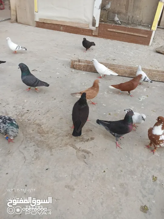 كوم 30 حبة تنضيف سطح جواز فحول طواير فراخ