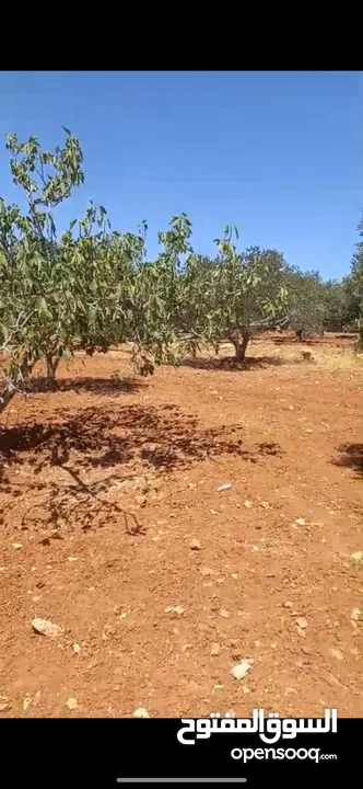 ارض مميزه للبيع في ذيبان