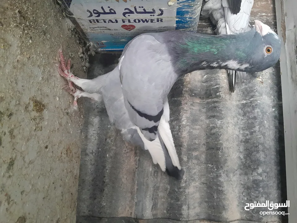 متاح  جواز  حمام الماني  كلو شغال جوز بلوني احمر تحته بيض وطيره مزهوراي حمره مع فرخها  وطيره مسوداي