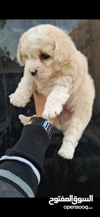 Pure Maltese Terrier puppies, small sizes, two and a half months old, very playful They were very pl