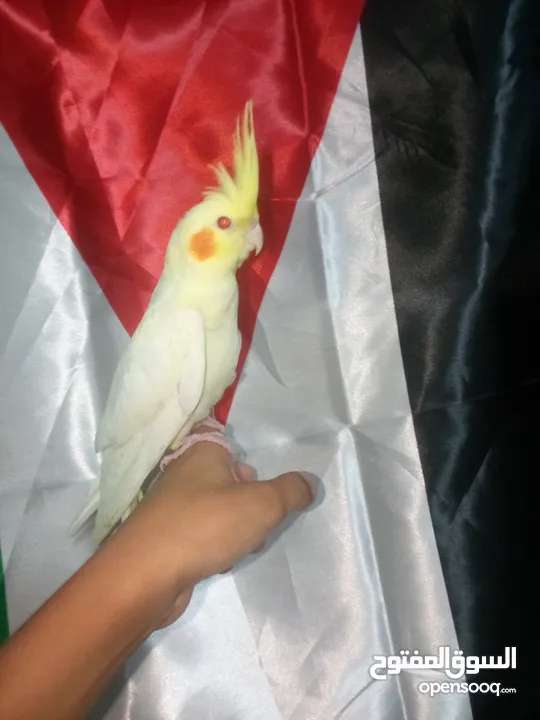 طير كوكتيل للبيع