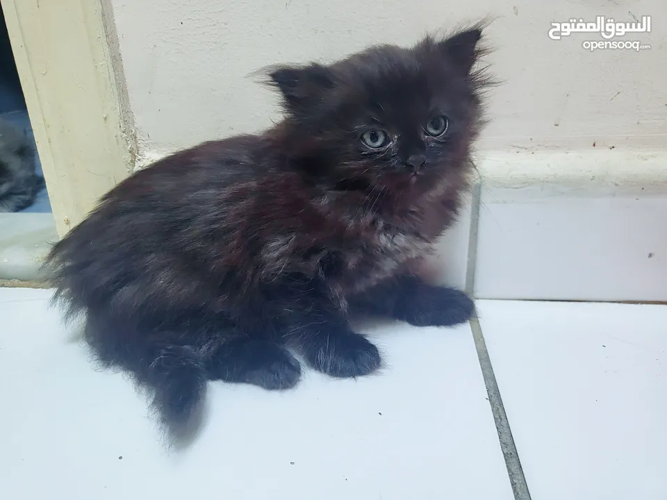 Persian cat for sale urgent