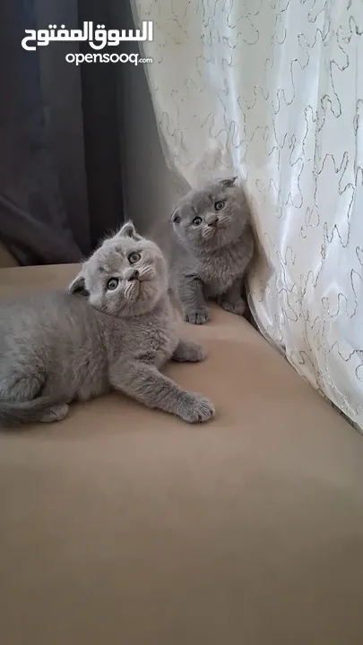 أنثى سكوتش فولد