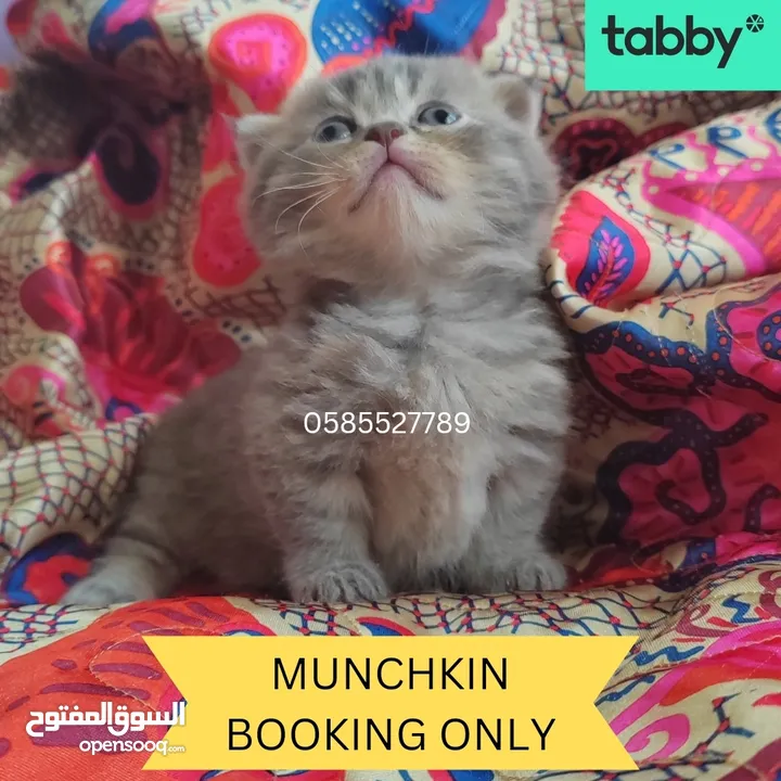 Munchkin rughugger kittens available in Dubai by European breeder