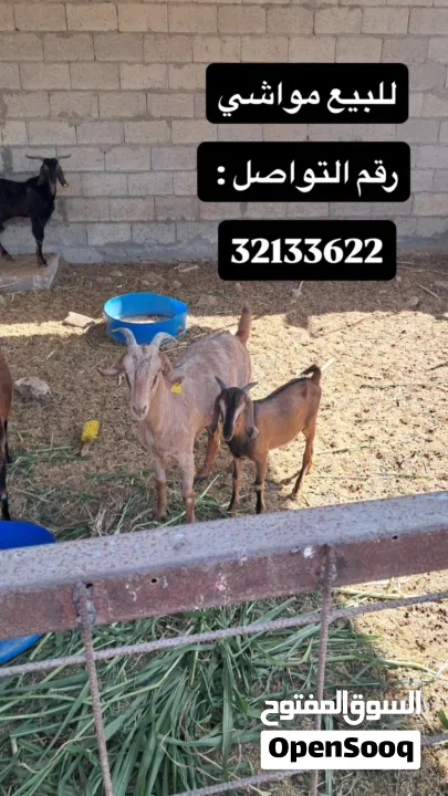 للبيع مجموعة حيوانات ومواشي