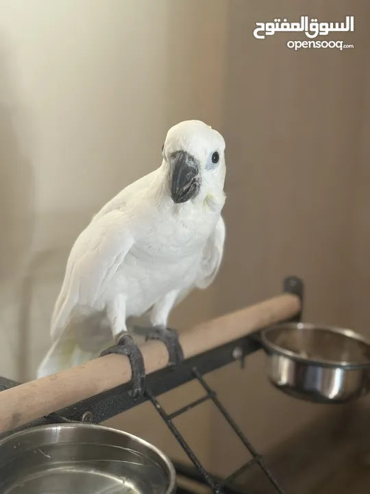 cockatoo silver crusted