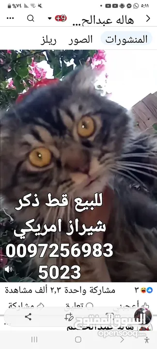 للبيع قطه شيرازي سكوتش بسعر 400 شيكل  للاستفسار