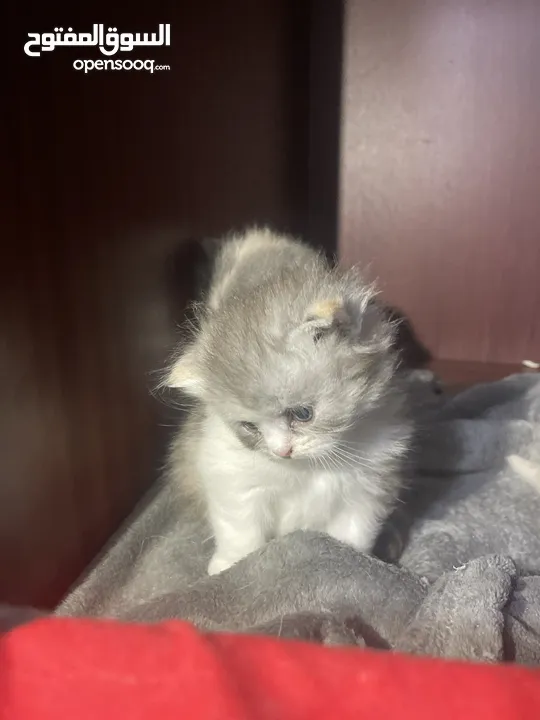 50days Ragdoll mix with Persian