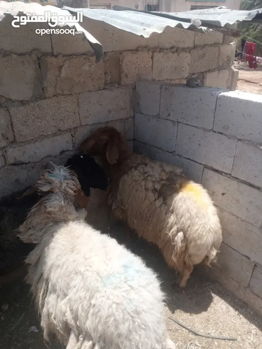 نبدأ بصلاة عل رسول الله  يوجد لدينا جميع انواع الذبائح البلديه- خراف - كباش_اغنام_