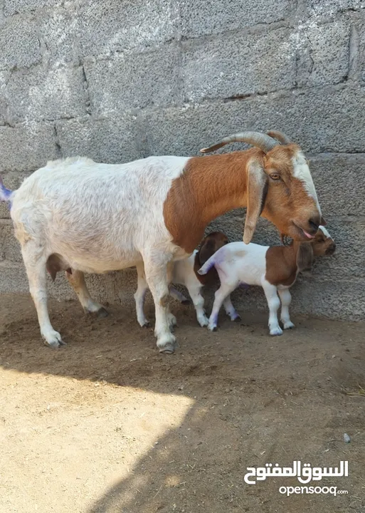 شاه بورقوت بيور تحتها صخله للبيع ..