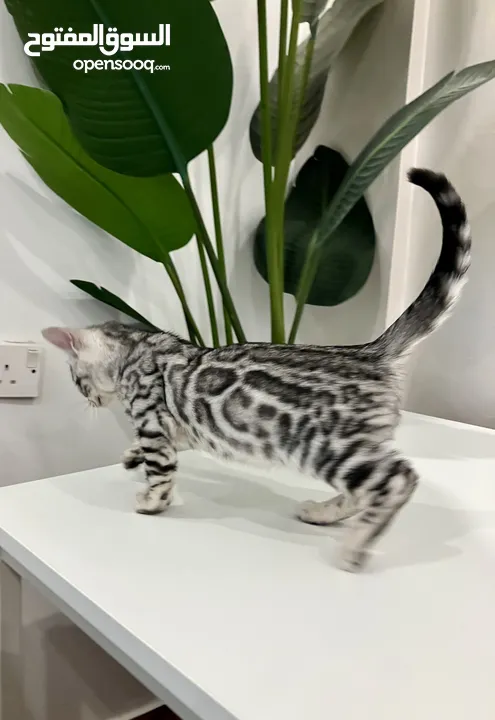 Exotic Silver bengal in super rare and unique color, vaccinated with book and box included- 2 month