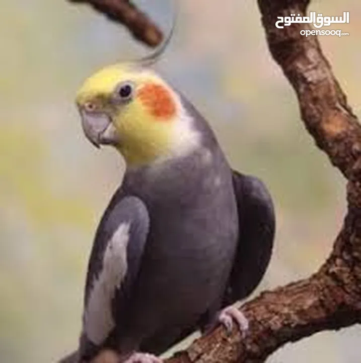 بغبغاءات Loriini لوري و كروان استرالي كوكتيل COCKATIEL BIRDS و طيرحب Melopsittacus هولندي