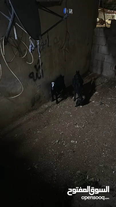 سخله وجدي البيع اخوان بطن وحد العمر 4 شهور صحه ونضافه