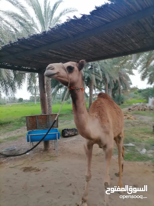 بكره صفره مادبه وجاهزه