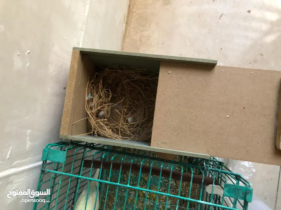 جوزين طيور حب مع قفص قابل لا التقسيم و كوخين