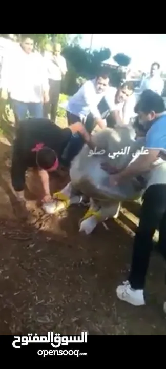 لحام متنقل ذبح أضاحي خاروف عجل بلدي جمل غنم بلدي روماني برزيلي كولمبي اسباني خروف بلدي جزار متنقل