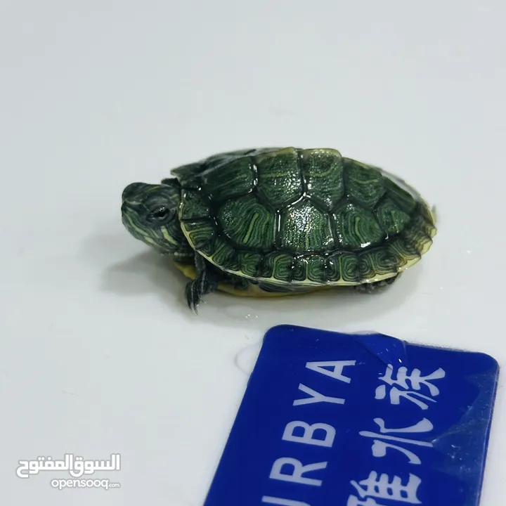 عروض نار سلاحف النينجا (ninja turtle)