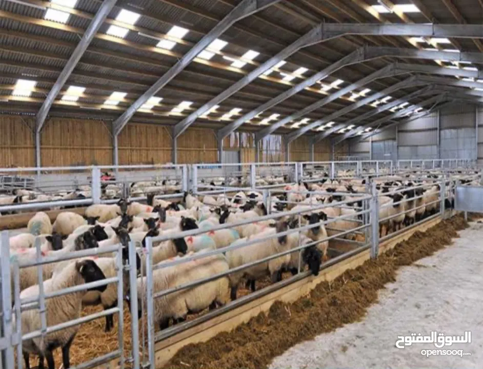 Sheep Breeding Opportunity's