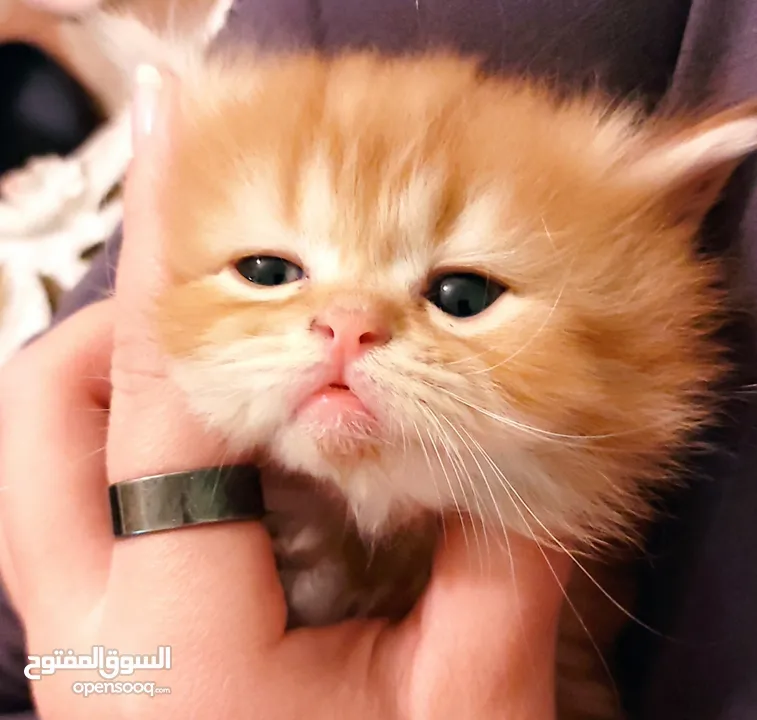قطط شيرازي هيمالايا
