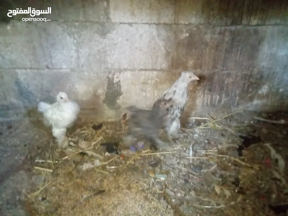 جاج للبيع براهما باكستاني بلدي لوهمان اربد