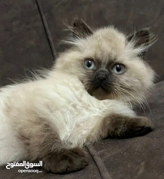 بريتش ريد اطراف قصيره لون اشقر شعر طويل وهمالايا تشوكلت بلو بوينت شعر طويل العمر شهرين ونص