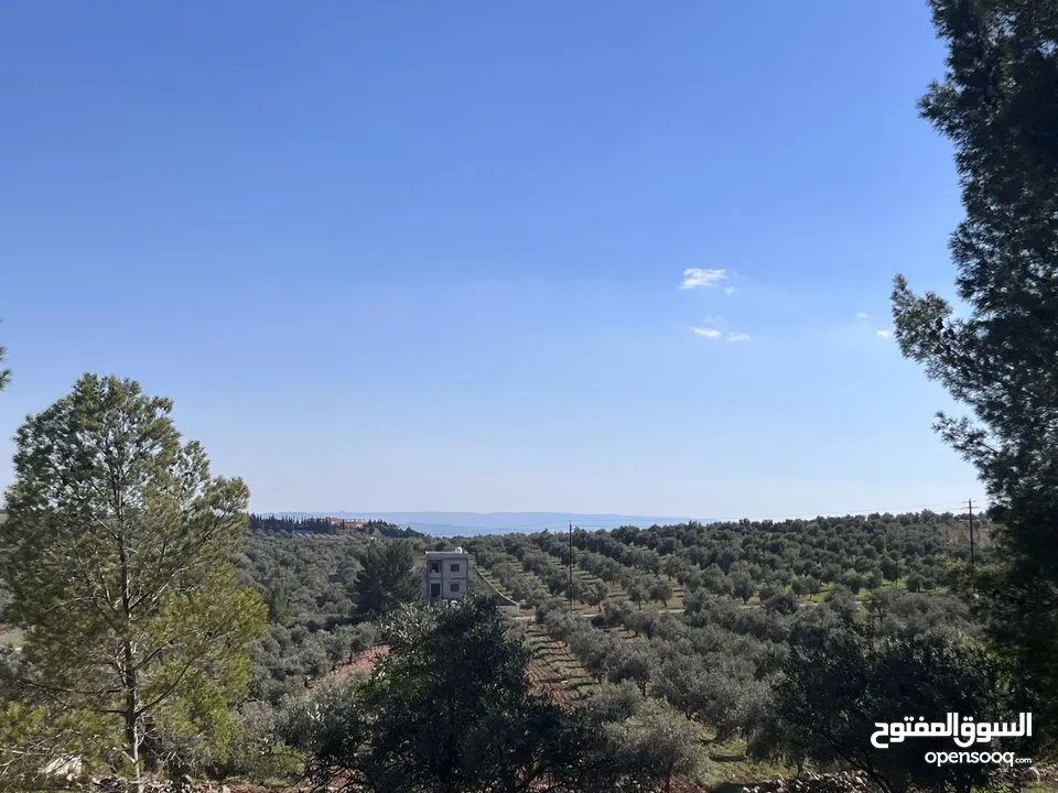 فرصة العمر مزرعة زيتون راقية  طريق اربد عمان كافه الخدمات 17 دونم و نص منتجه