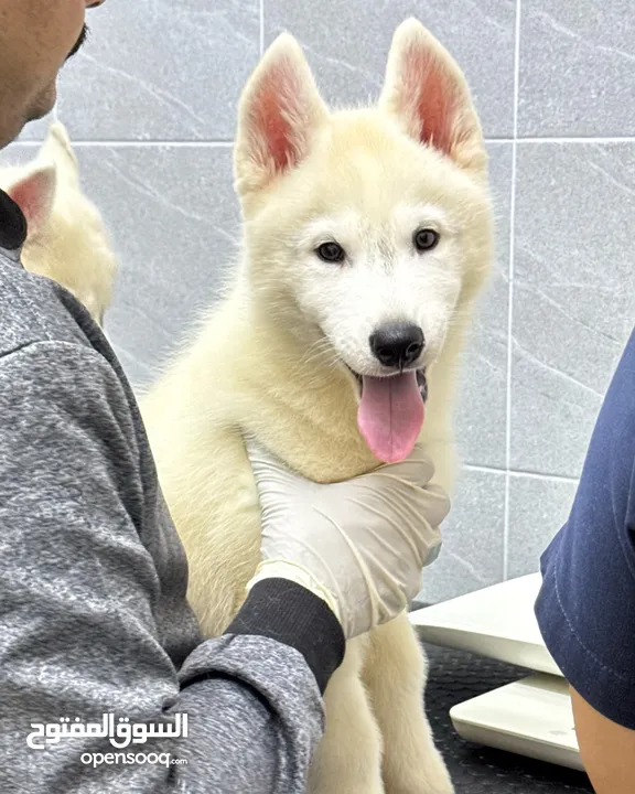 Top quality husky puppies يراوه هاسكي مستوى عالي