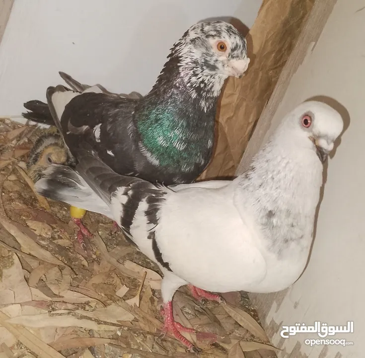 حمام جواز بصلات على نبي الحبه ب دينارين واغلبو تحتيو فراخ وبيض