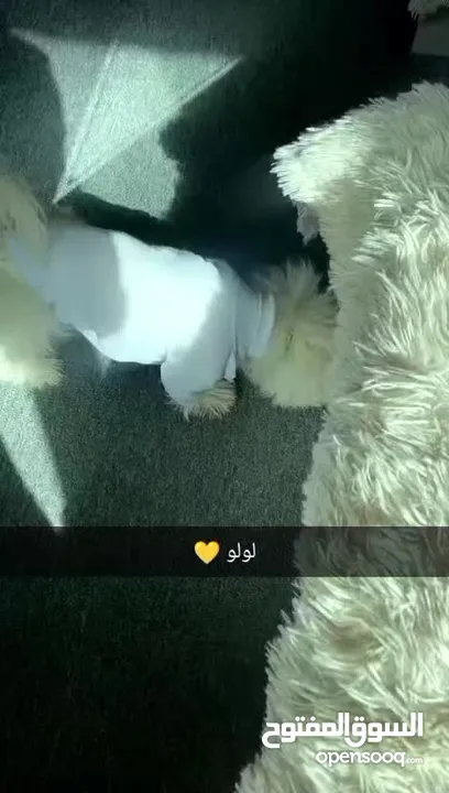 كلب  فرنش تيرير